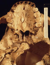 keilor palate